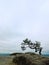 Wild bonsai of pine on sandstone rocks, gray clouds