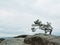 Wild bonsai of pine on sandstone rocks, gray clouds