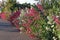 Wild border plants