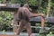Wild Bornean orangutan in Maleisie