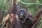 Wild Bornean orangutan in Maleisie