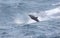 Wild Bottle-nose Dolphin Playing in the windy surfs, big ocean waves.