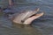 Wild bottle-nosed dolphin smiling, Australia