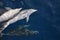 Wild bottlenose dolphin pod swirling underwater and starring at the camera