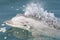 Wild bottlenose dolphin swimming alongside boat in Peru