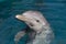 A wild bottlenose dolphin (Turisops Truncatus)