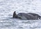 Wild bottlenose dolphin tursiops truncatus