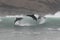 Wild bottlenose dolphins jumping off the coast of Peru