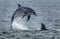 Wild Bottlenose Dolphins Jumping Out Of Ocean Water At The Moray Firth Near Inverness In Scotland