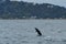 Wild bottlenose dolphins near Paihia in New Zealand