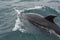 Wild bottlenose dolphins near Paihia in New Zealand