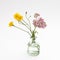 Wild bouquet of Hieracium umbellatum in a pharmaceutical bottle on a white background