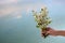 Wild bouquet of white flower holding in woman hand with blue water lake summer nature background