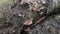 Wild bracket fungi sprouting from the dead tree trunk.