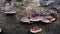 Wild bracket fungi sprouting from the dead tree trunk.