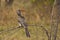 Wild Bradfield`s Hornbill Perching