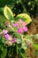 Wild bramble flowering flower plant herb nature natural detail close up