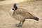 Wild brant bird waterfowl