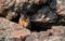 Wild Brave Marmot Hiding in Rocks