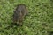 Wild Brazilian Baby Guinea Pig, Eating