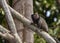 Wild brazilian monkey on branch