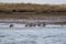 Wild Brent Geese