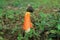 Wild Bright Orange Color Long Net Stinkhorn Mushroom or Bamboo Fungus in the Green Field