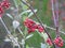 Wild bright red berries grows wild high on Scottish mountain