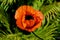 Wild bright red poppie flower close-up. Nature