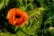 Wild bright red poppie flower close-up. Nature