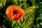 Wild bright red poppie flower close-up. Nature