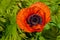 Wild bright red poppie flower close-up. Nature