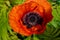 Wild bright red poppie flower close-up. Nature