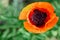 Wild bright red poppie flower close-up. Nature