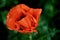 Wild bright red poppie flower close-up. Nature