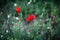 Wild bright red poppies