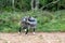 Wild British Primitive Feral Goat having a scratch