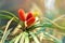 Wild bromeliad plant i