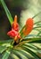 Wild bromeliad plant i