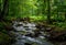 Wild brook in the dark forest