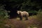 Wild brown bear in carpathian mountains