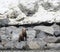 Wild brown bear or grizzly stands on large boulders near the water