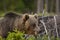 Wild brown bear in natural habibat. Brown bear in nice forest. Ursus arctos,close up.Wildliffe photography in the slovak country