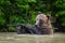 Wild Brown Bear on playing pond with branch in the forest. Animal in natural habitat. Wildlife scene