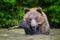 Wild Brown Bear on playing pond with branch in the forest. Animal in natural habitat. Wildlife scene