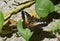 Wild Brown Clipper Butterfly with Wings Spread Open