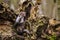 Wild brown colored white breasted marten, Martes foina