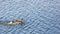 Wild brown cute duck quickly swims on the blue water surface, close-up