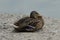 Wild brown duck sits on gray sand