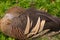 Wild brown duck sleeping resting on grass